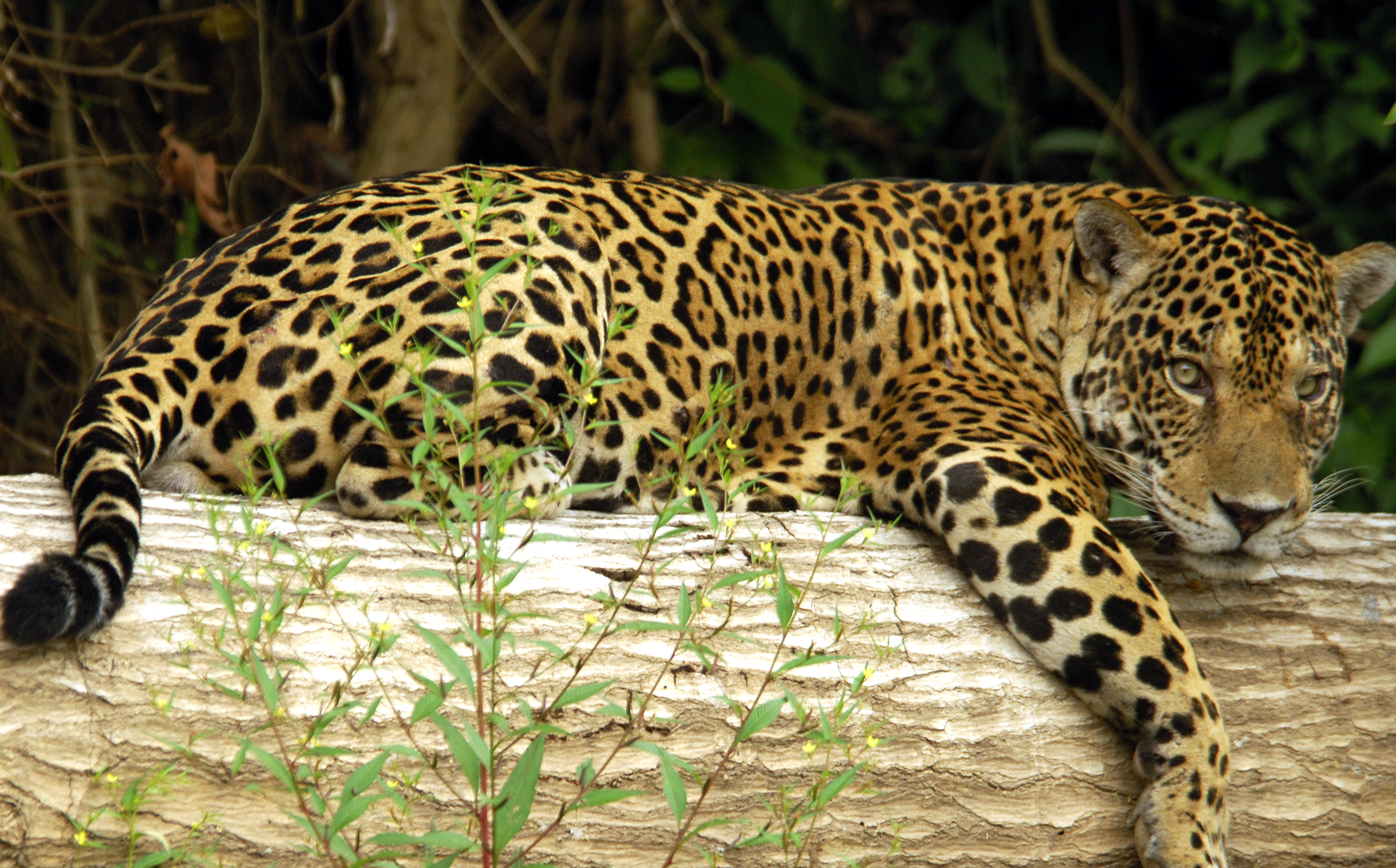 Responsible wildlife viewing in the Peruvian Amazon rainforest